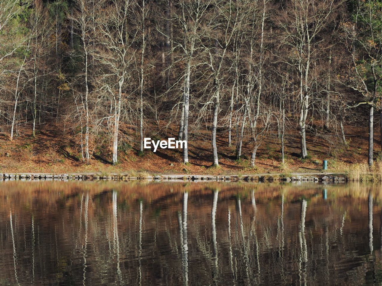 Reflection of trees in lake