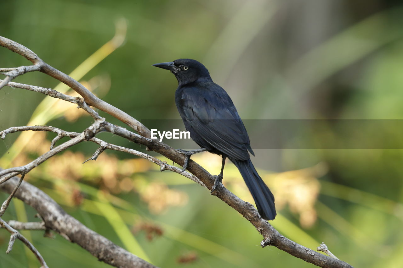 A greater antillean grackle