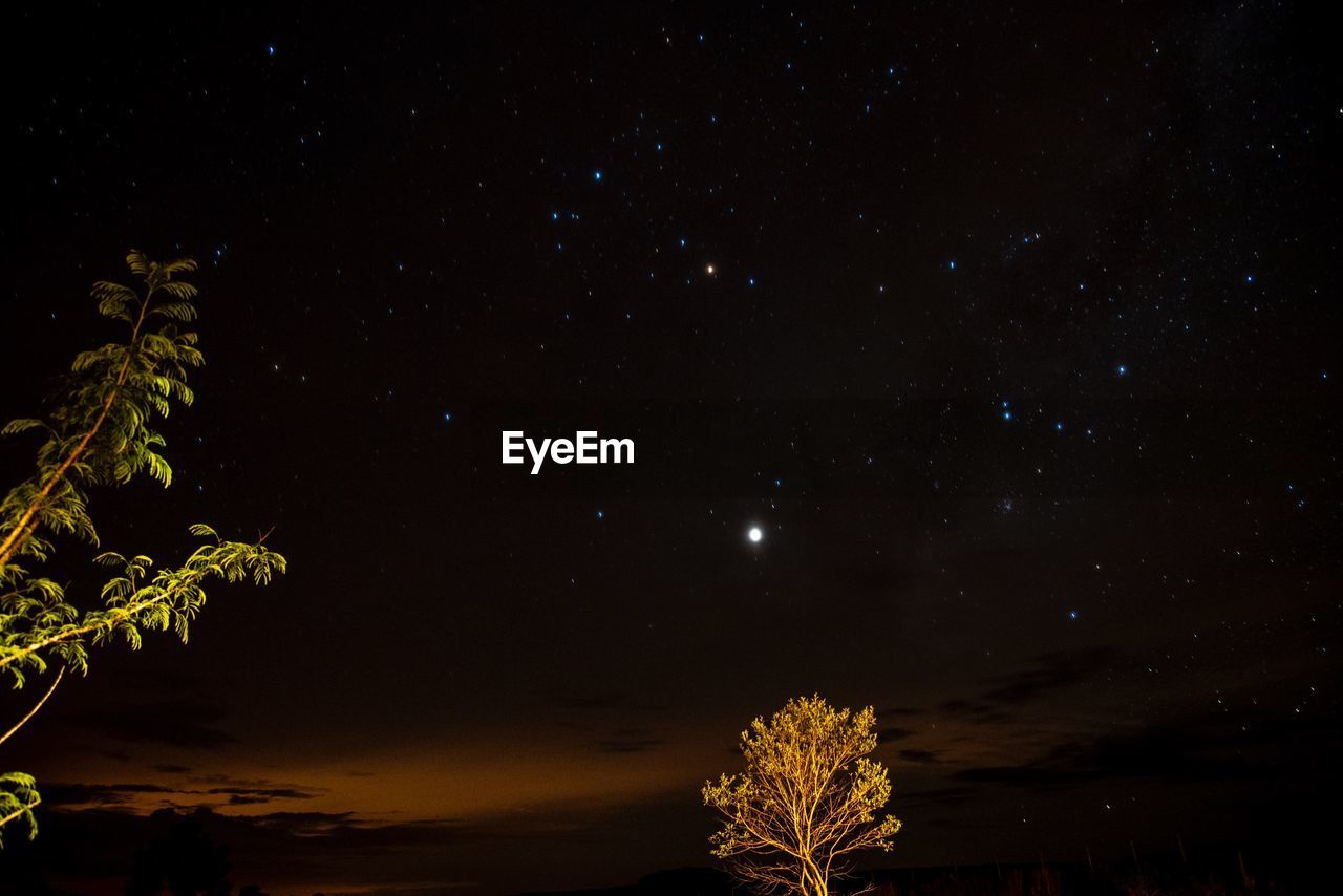 LOW ANGLE VIEW OF TREES AGAINST STAR FIELD AT NIGHT