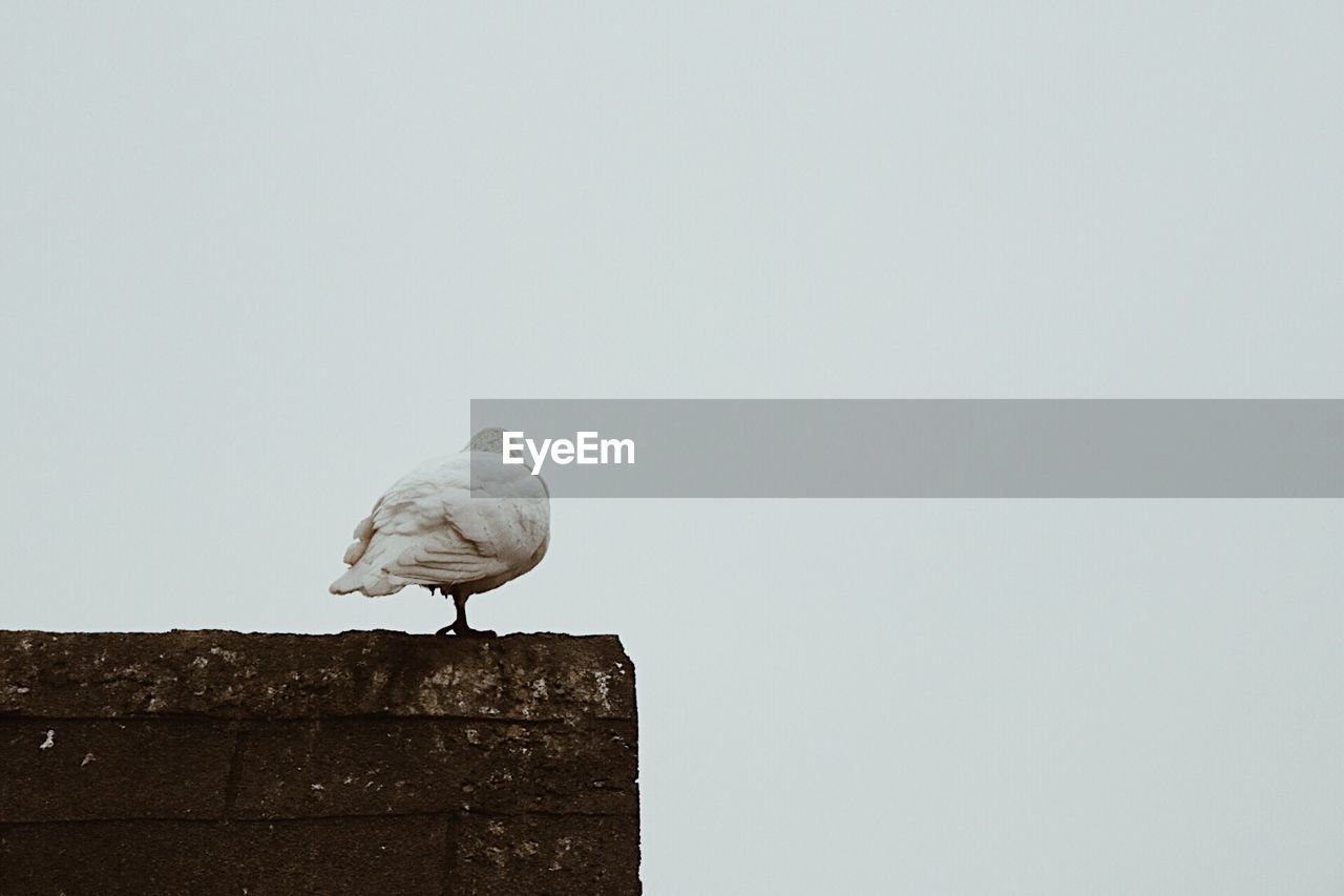 BIRD PERCHING ON STONE WALL AGAINST SKY