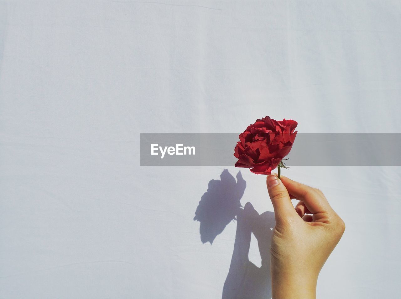 Cropped hand of woman holding red rose against white wall