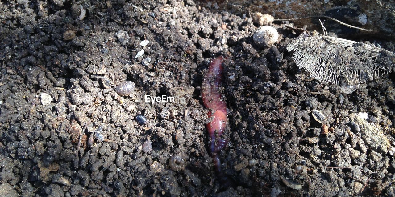 High angle view of earthworm in dirt