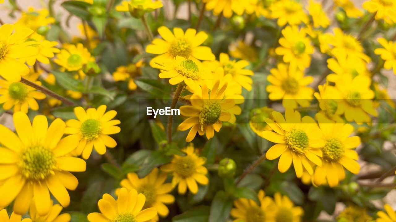 Close-up of yellow flower