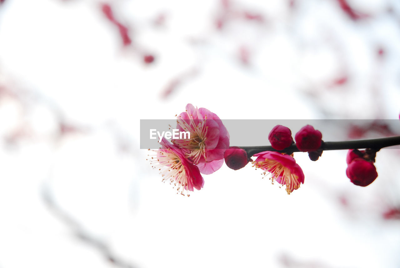 CLOSE-UP OF PINK CHERRY BLOSSOMS IN SPRING