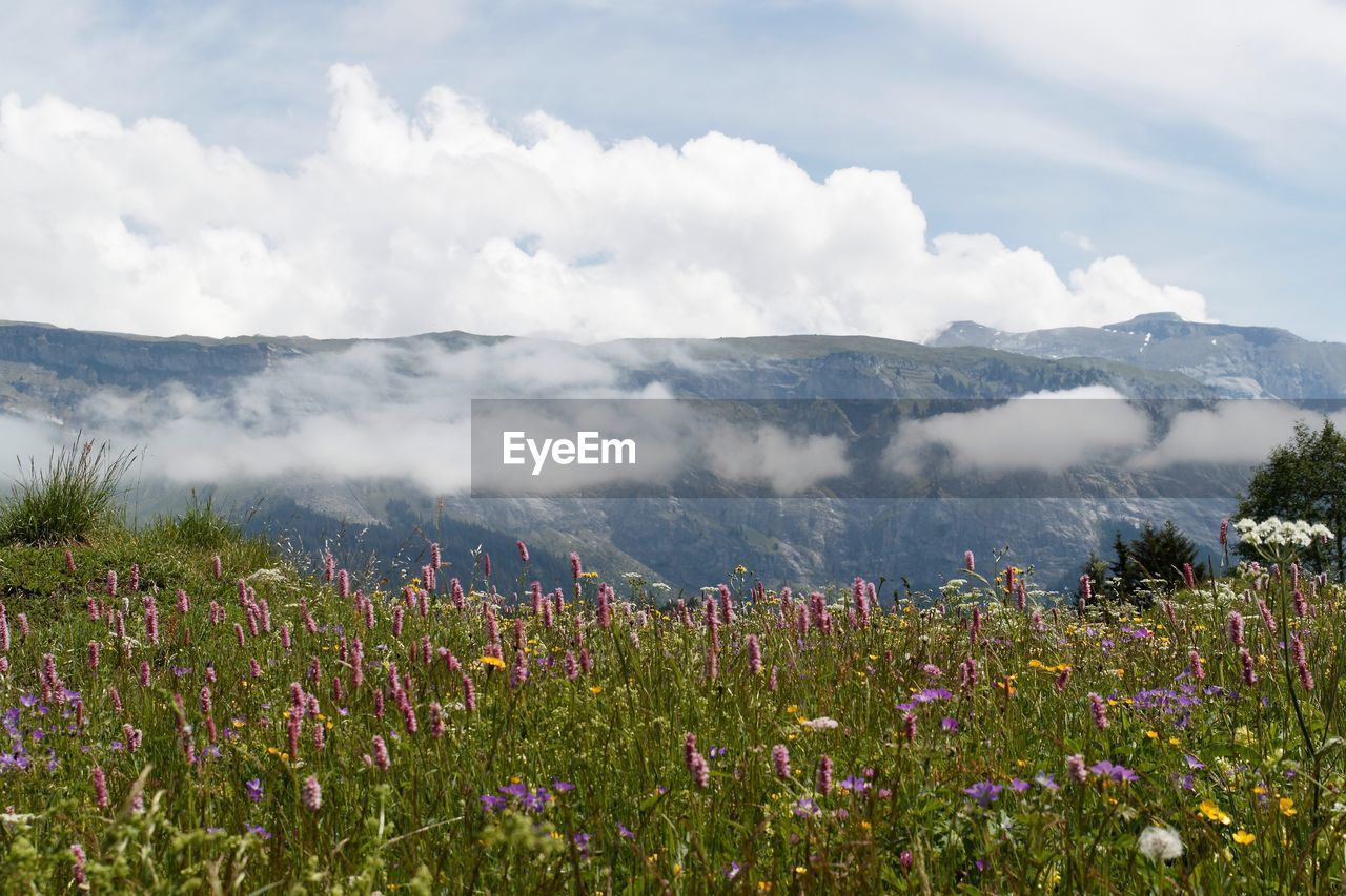 VIEW OF FIELD AGAINST CLOUDY SKY