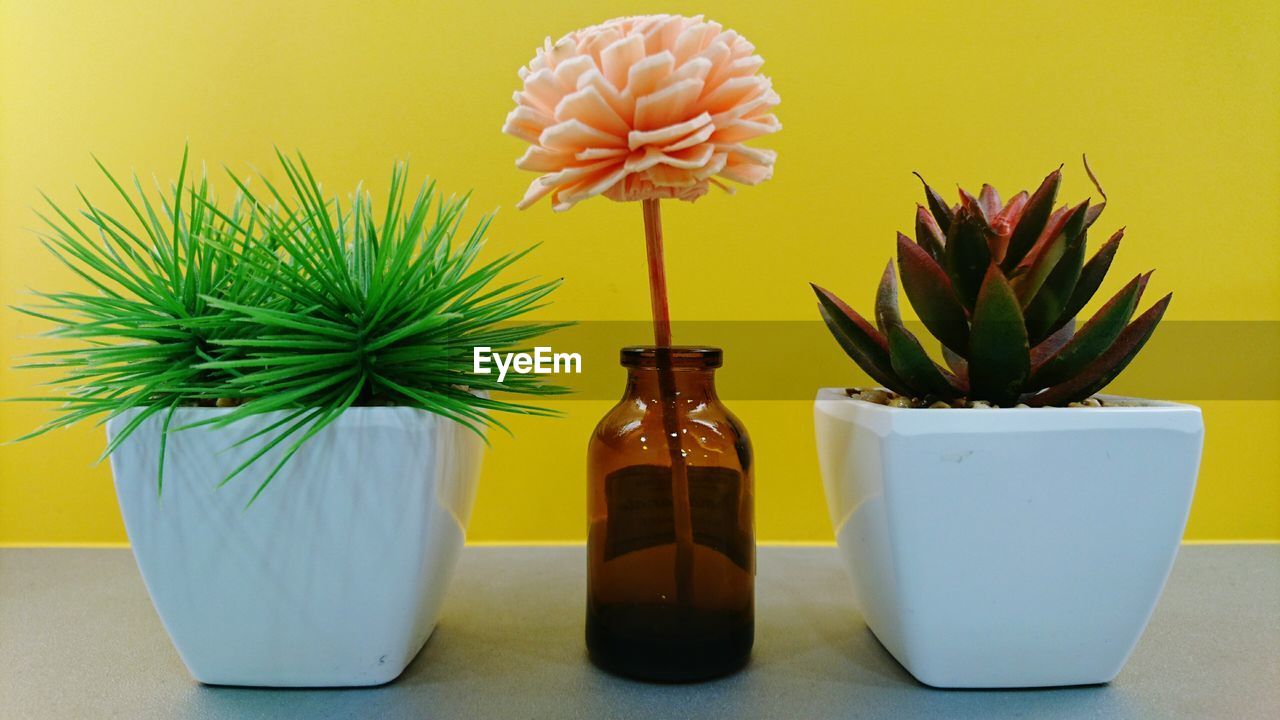 Artificial flower in bottle amidst potted plants on table against yellow wall