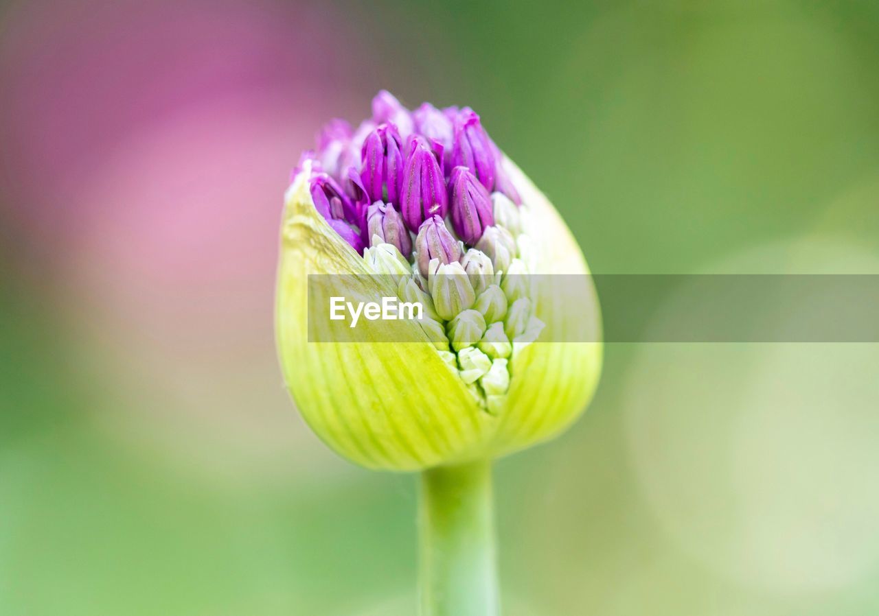 Close-up of pink lotus water lily