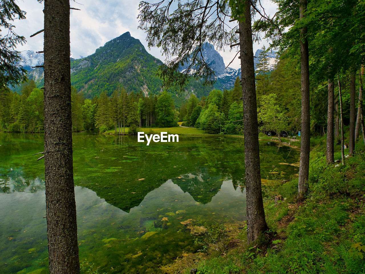 Scenic view of lake in forest