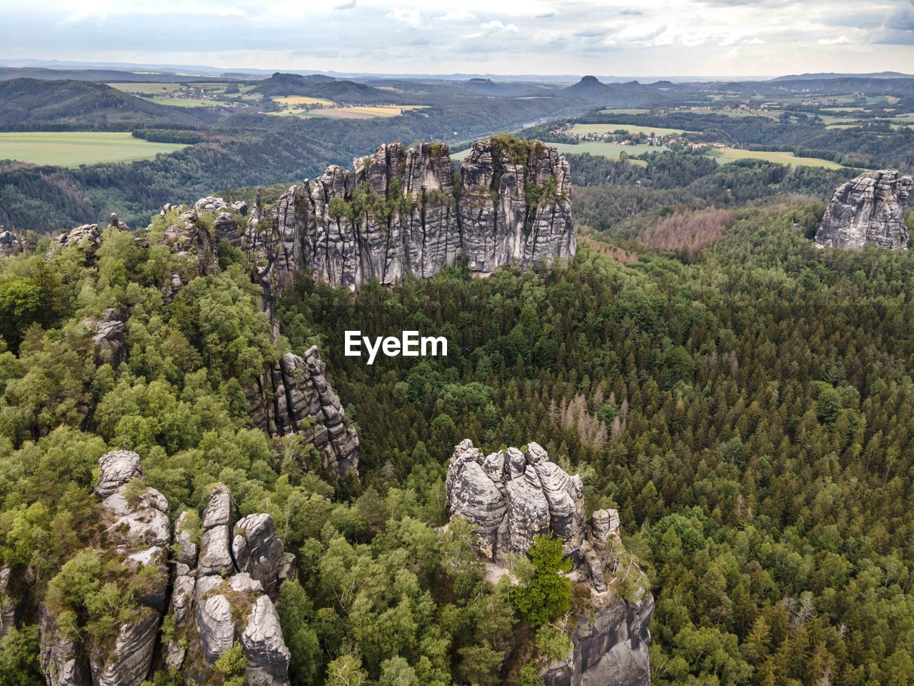 HIGH ANGLE VIEW OF TREES AND PLANTS ON ROCK