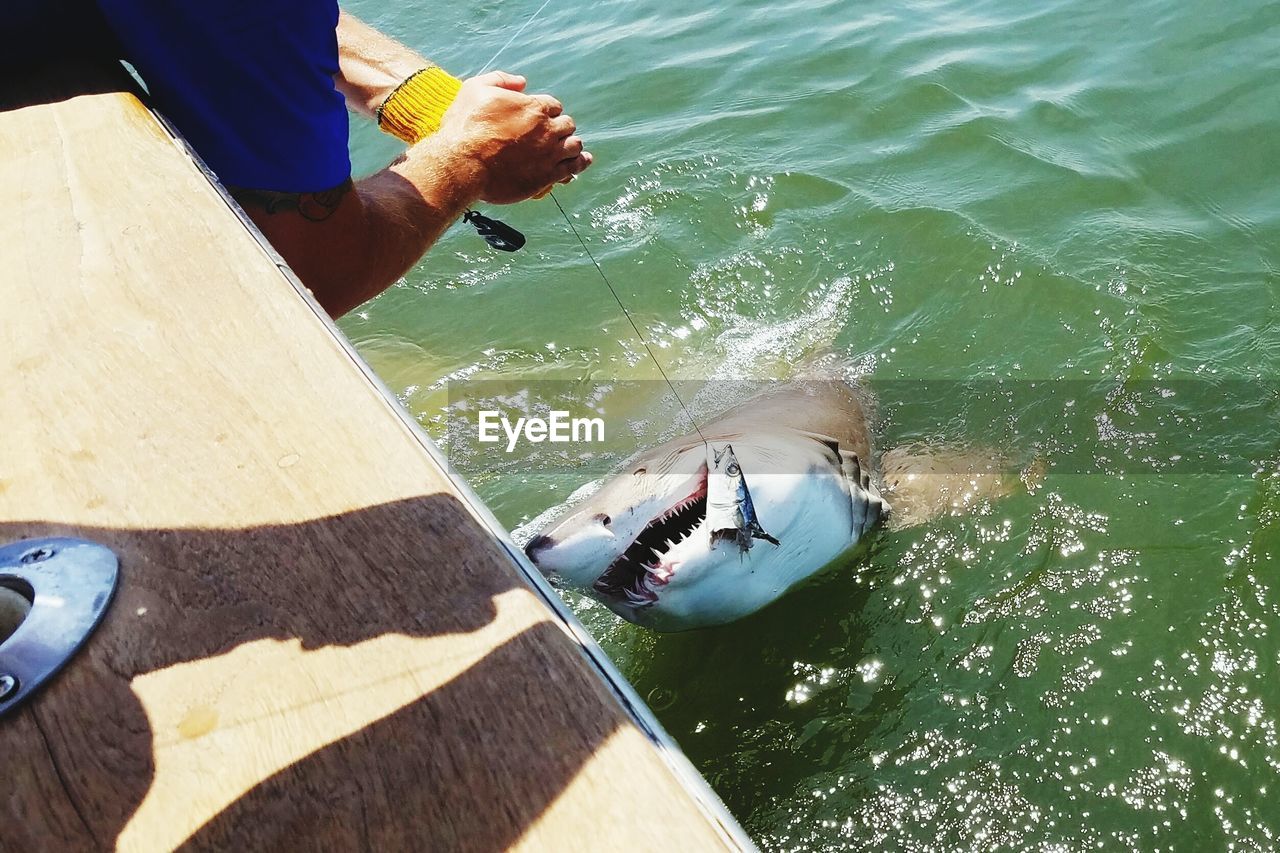 Fisherman catching shark