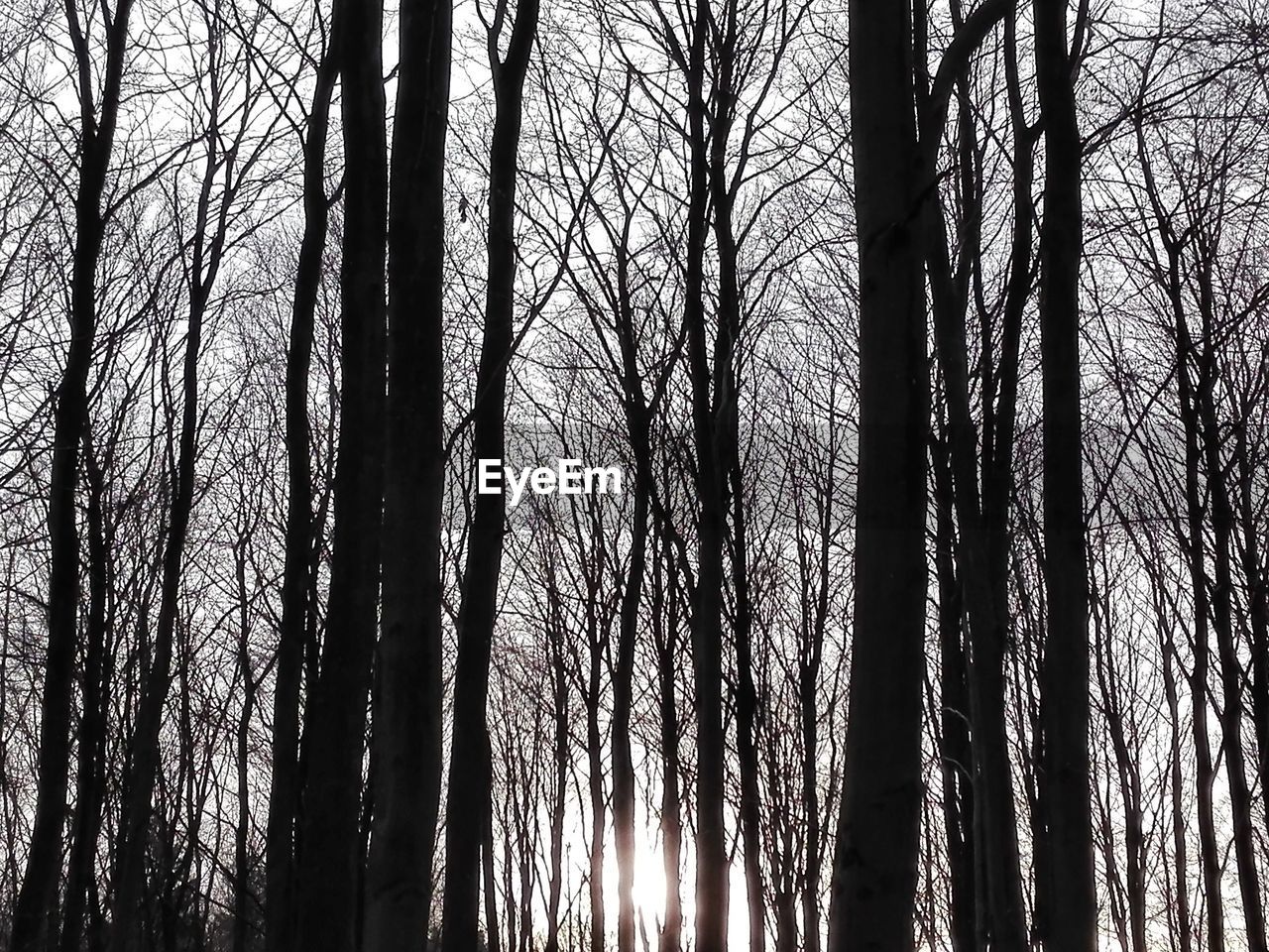 LOW ANGLE VIEW OF BARE TREES AGAINST SKY