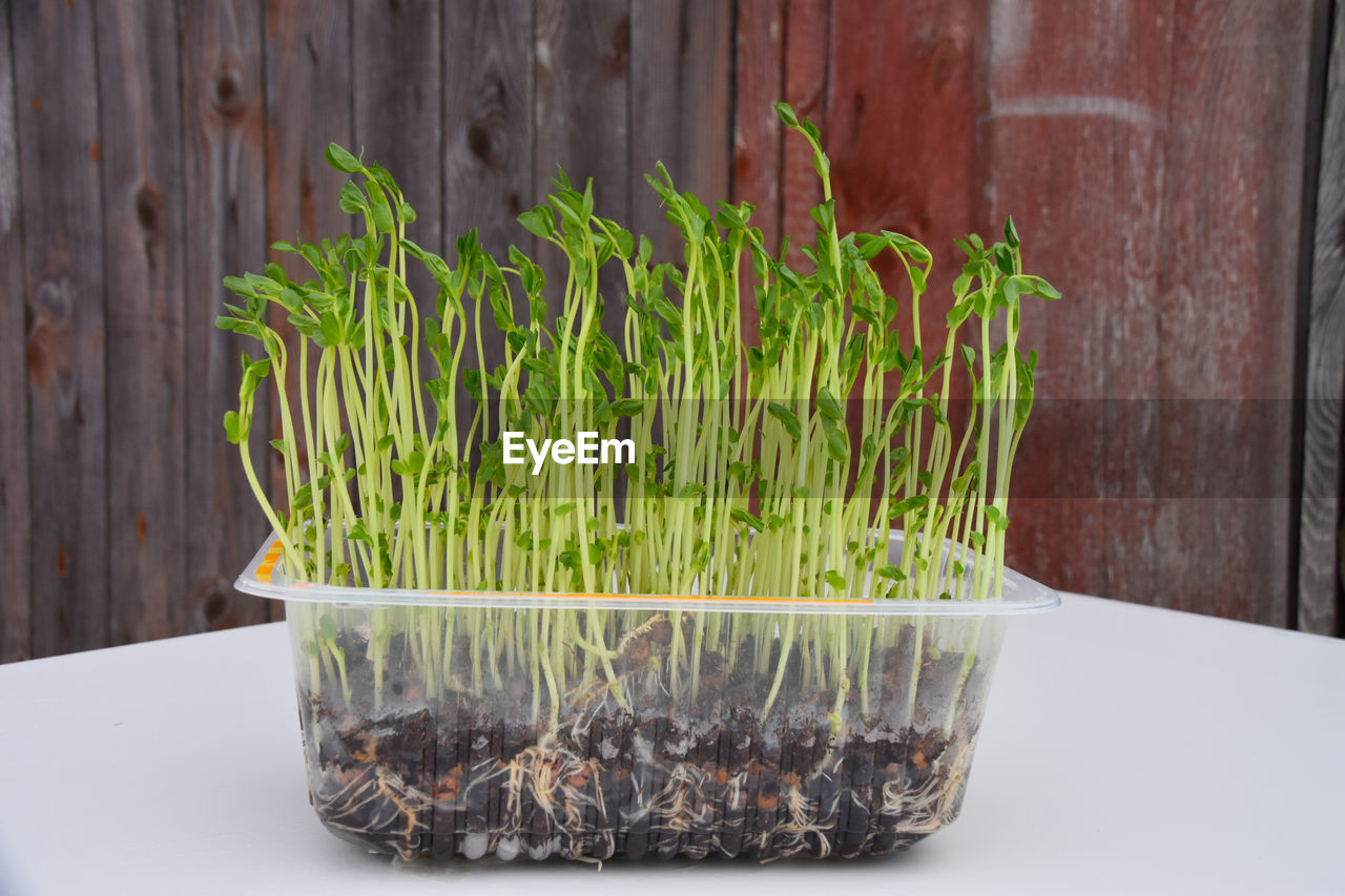 high angle view of potted plant