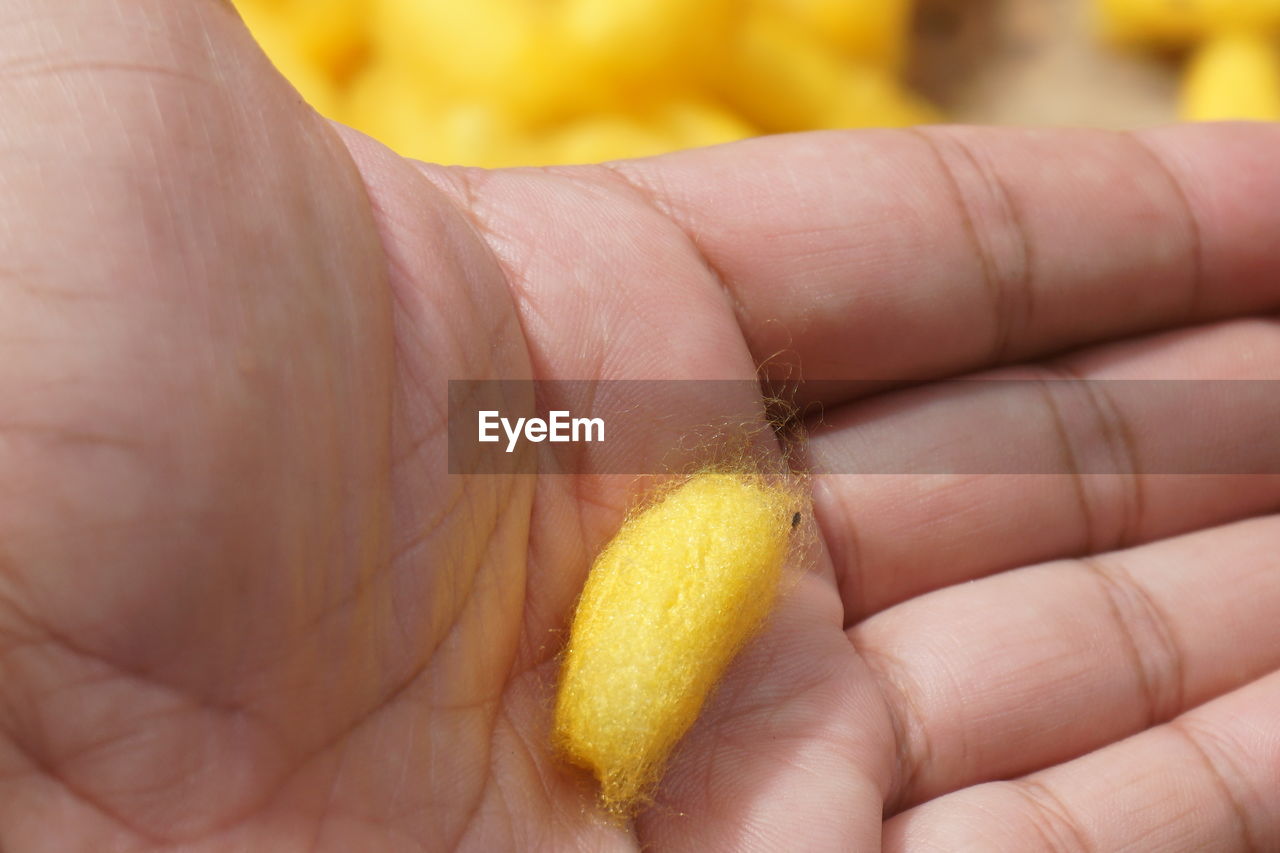 CLOSE-UP OF PERSON HOLDING YELLOW