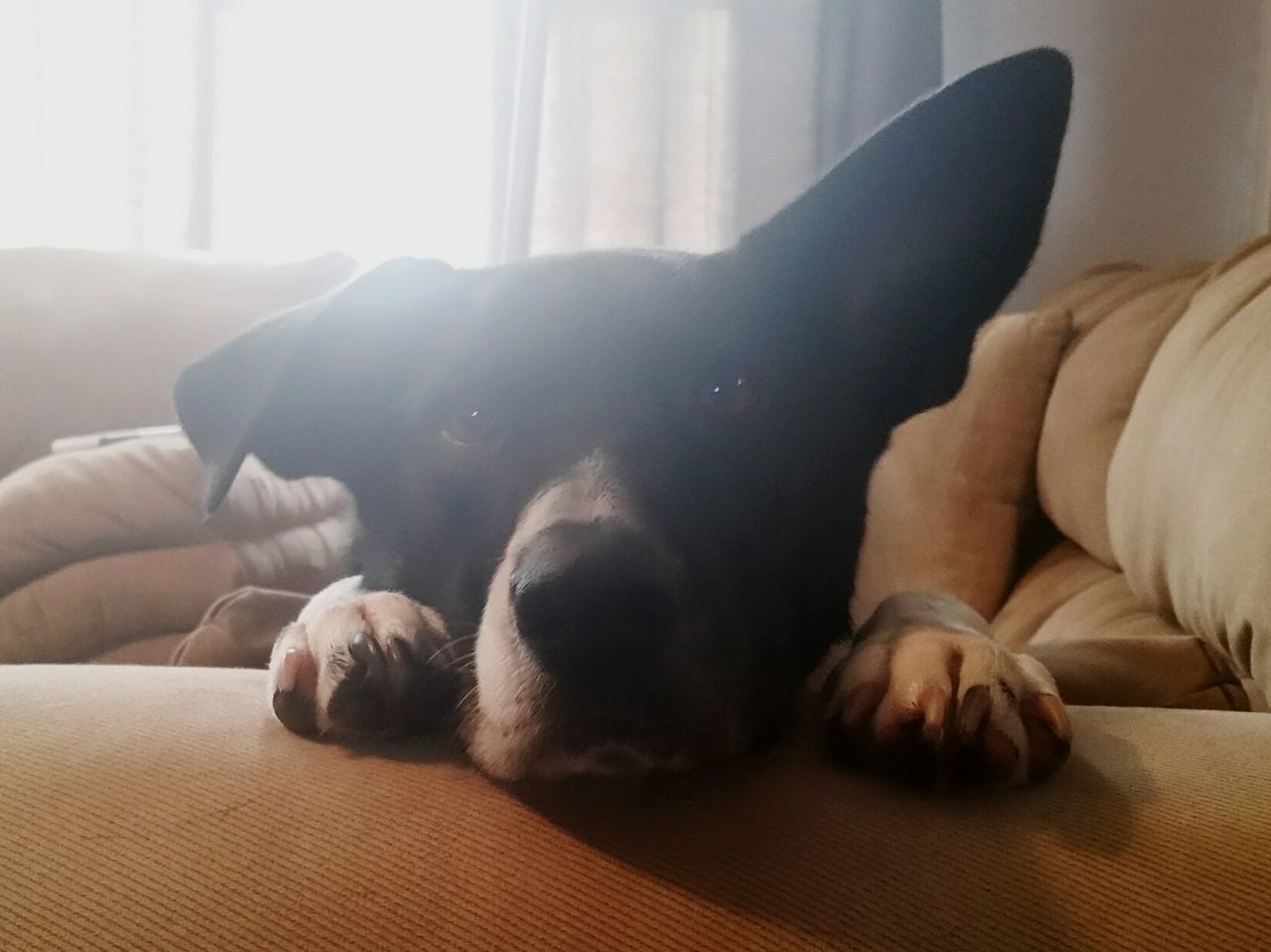 DOG SLEEPING ON SOFA