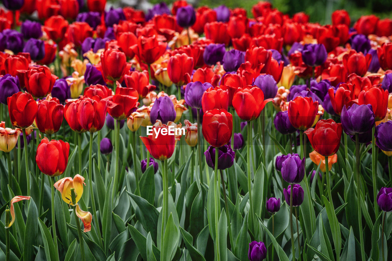 flower, flowering plant, plant, tulip, beauty in nature, freshness, nature, multi colored, fragility, red, petal, growth, flower head, field, inflorescence, purple, close-up, land, flowerbed, springtime, vibrant color, backgrounds, no people, abundance, green, day, plant stem, outdoors, focus on foreground, landscape, botany, plant bulb, sunlight, plant part, leaf, yellow, blossom