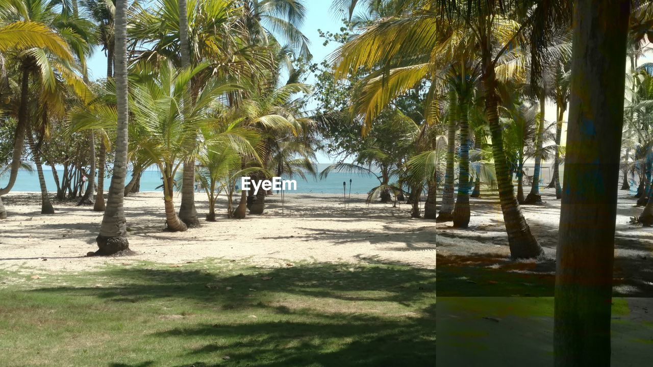 VIEW OF PALM TREES ON BEACH