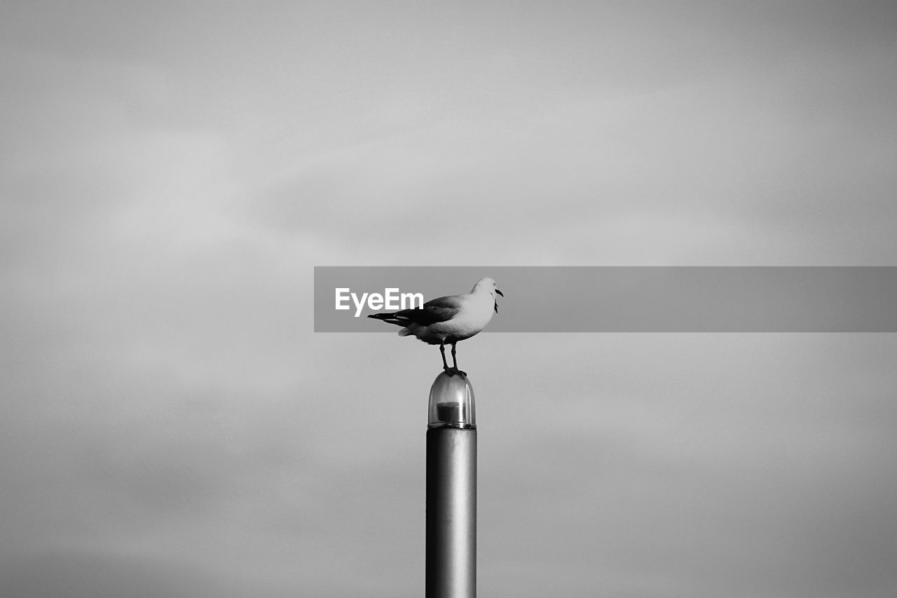 Side view of bird on pole against the sky