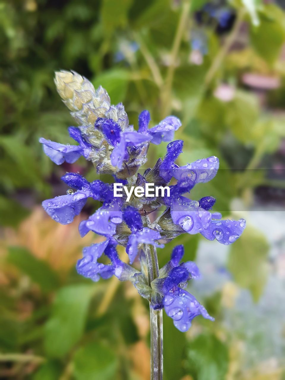 CLOSE-UP OF PURPLE FLOWER WITH WATER DROPS