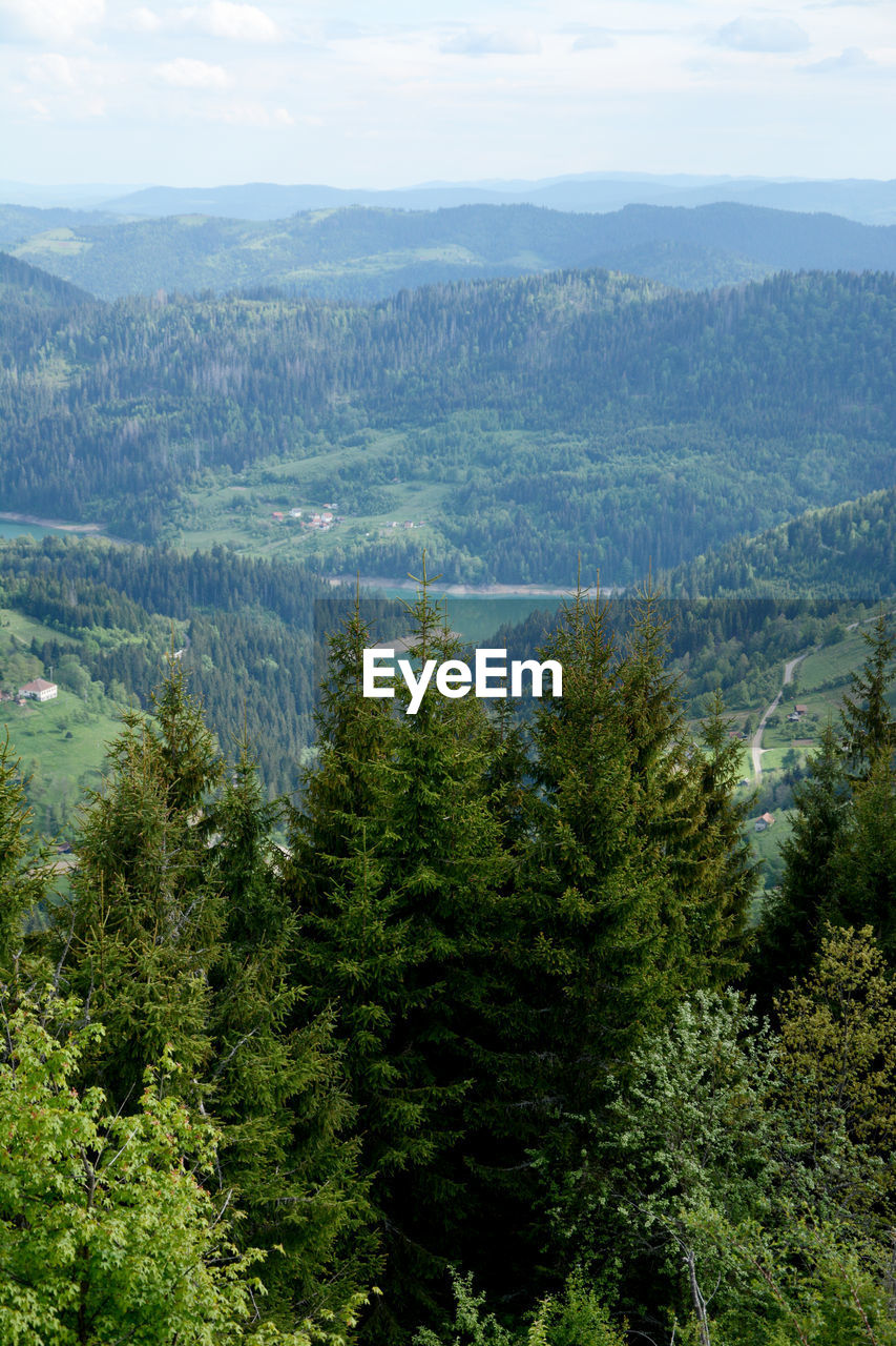 HIGH ANGLE VIEW OF PINE TREES IN FOREST AGAINST SKY