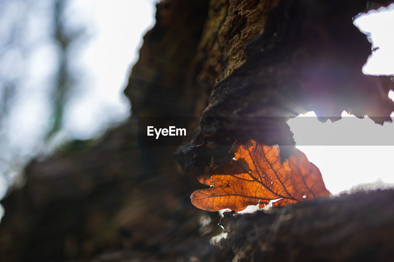 CLOSE-UP OF AUTUMN LEAF ON ROCK