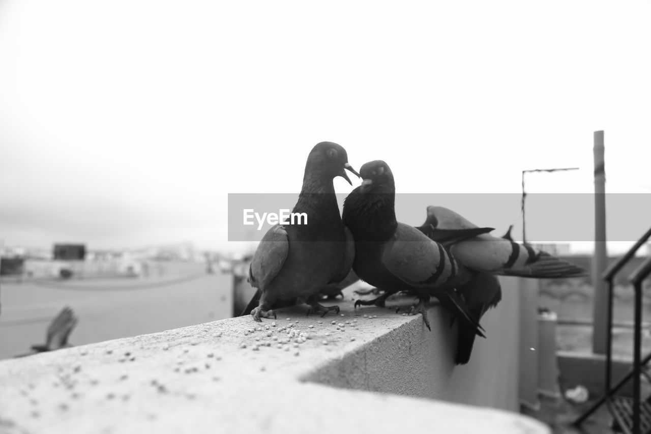 VIEW OF BIRDS PERCHING ON RETAINING WALL