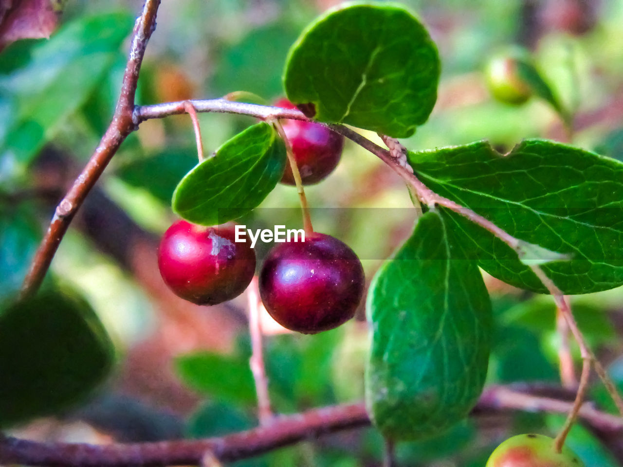 CLOSE-UP OF FRUITS GROWING ON TREE