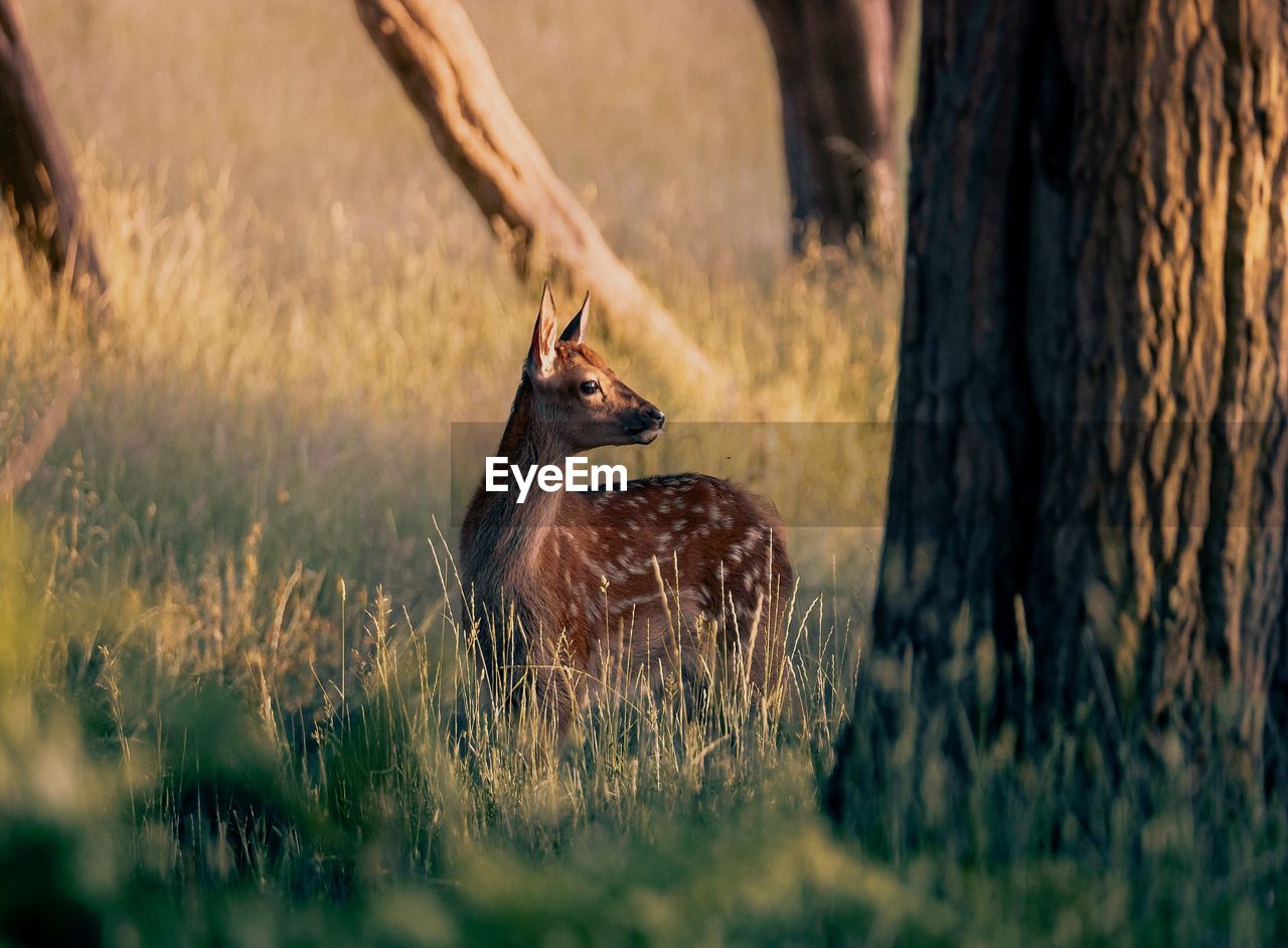 Young fallow deer in a woodland area lit by a summer sunset