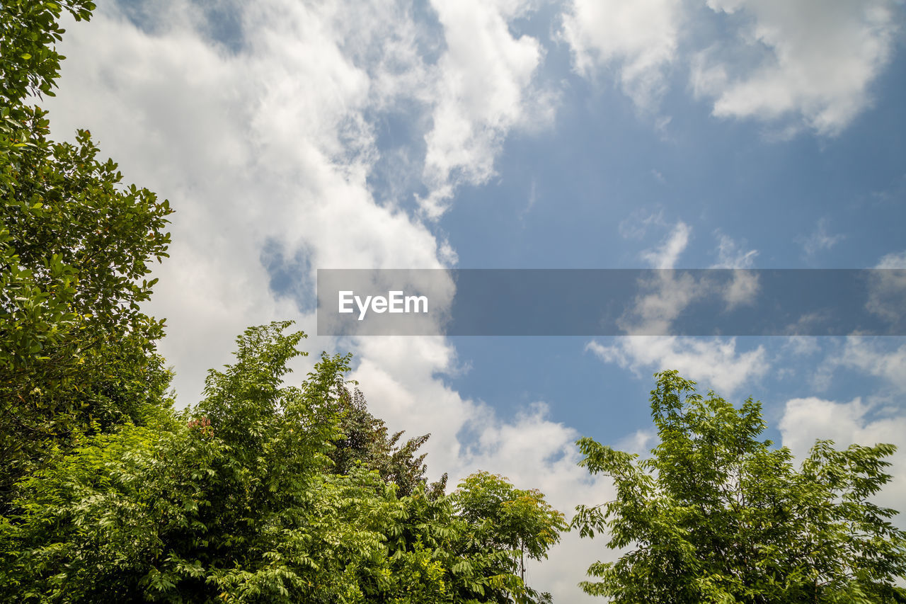 Low angle view of trees against sky