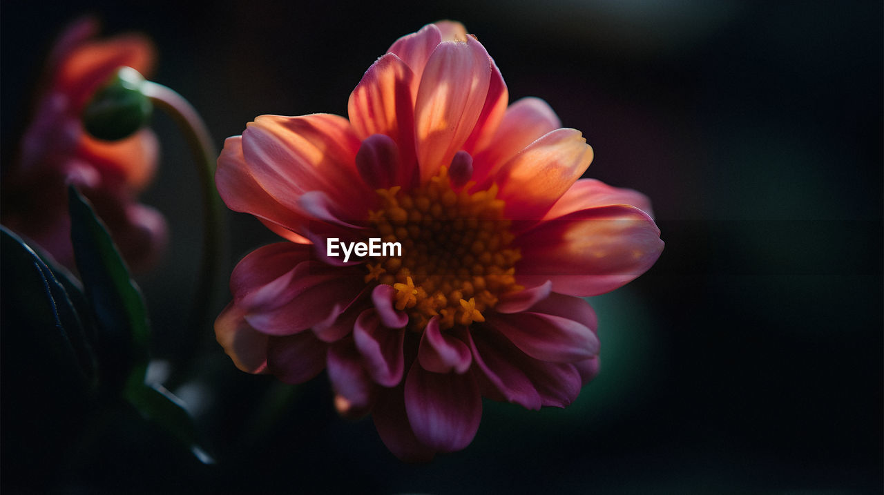 close-up of orange flower