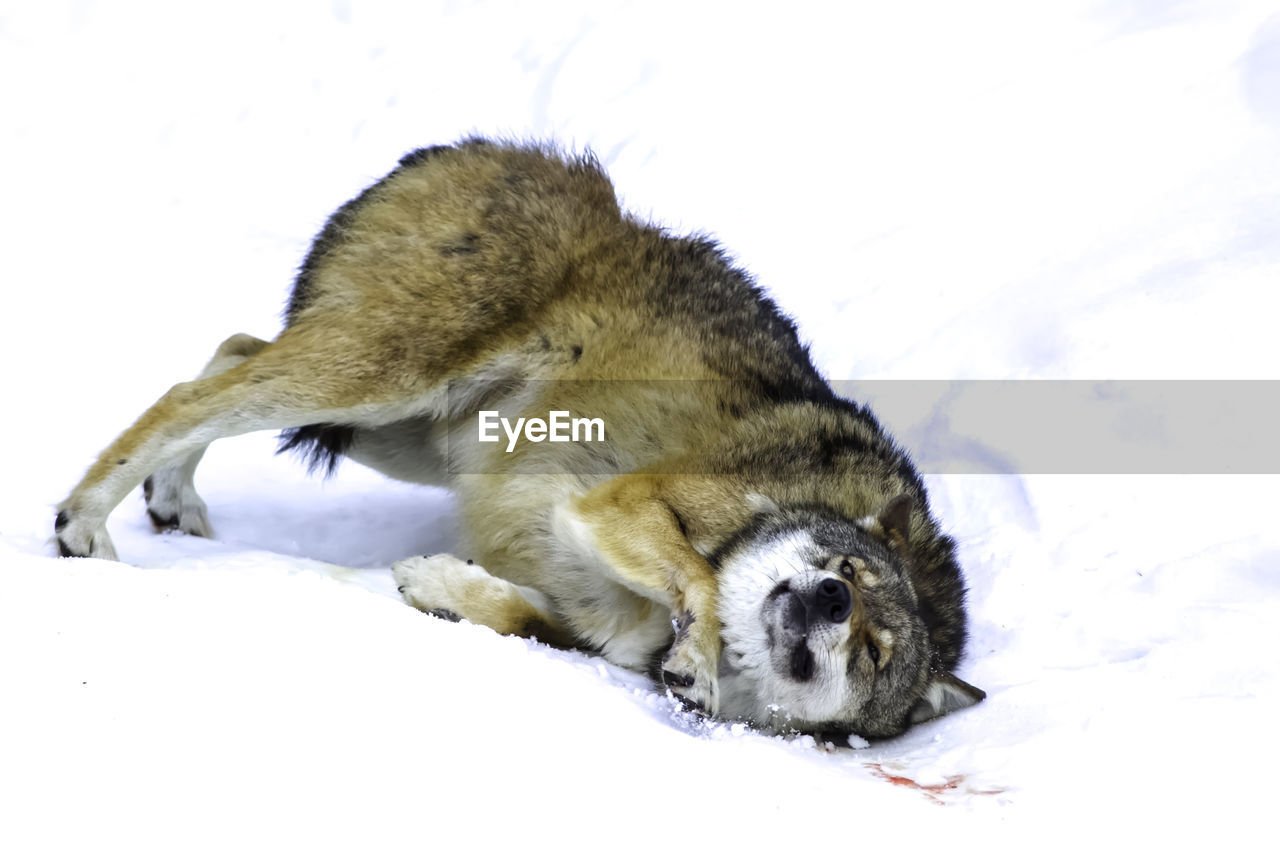 Dog lying on snow covered field