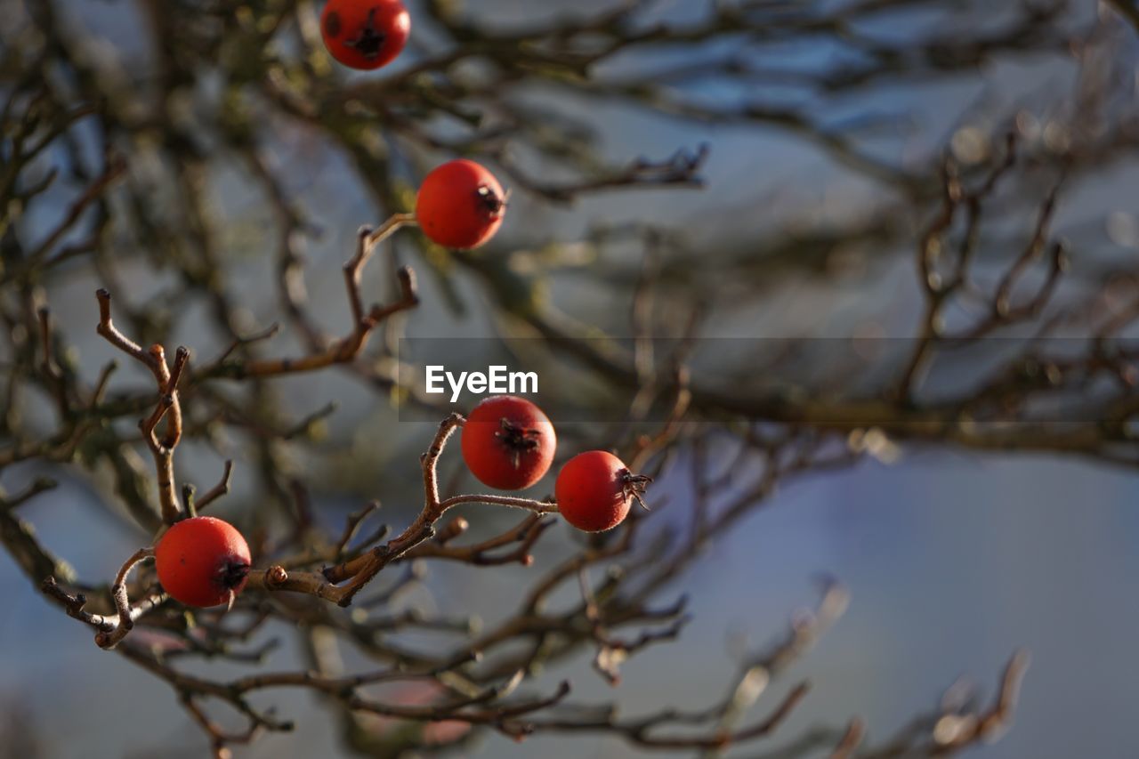 CLOSE-UP OF CHERRIES ON TREE