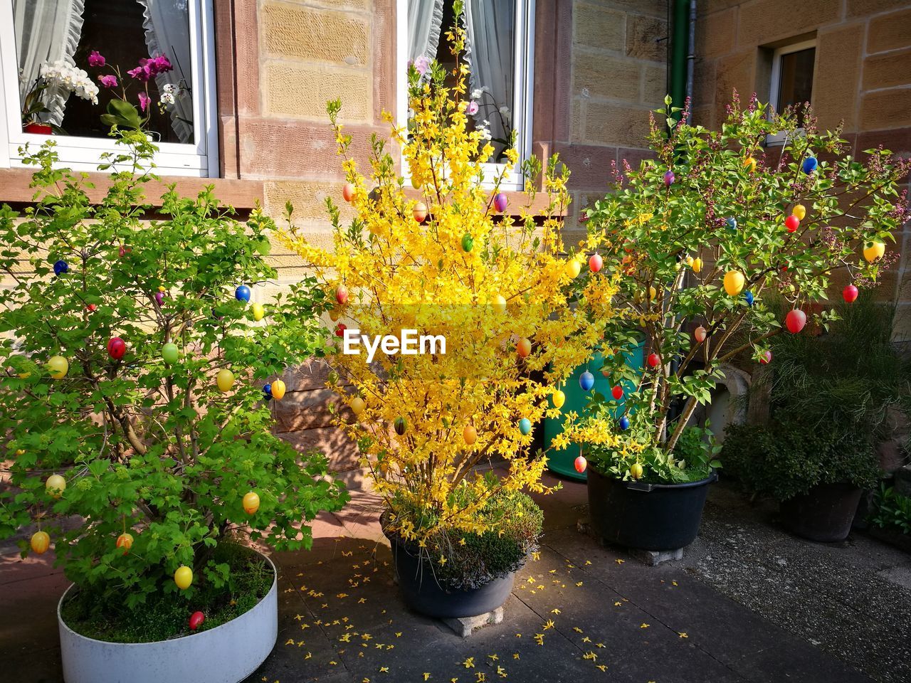 POTTED PLANTS AND YELLOW FLOWERS ON PLANT