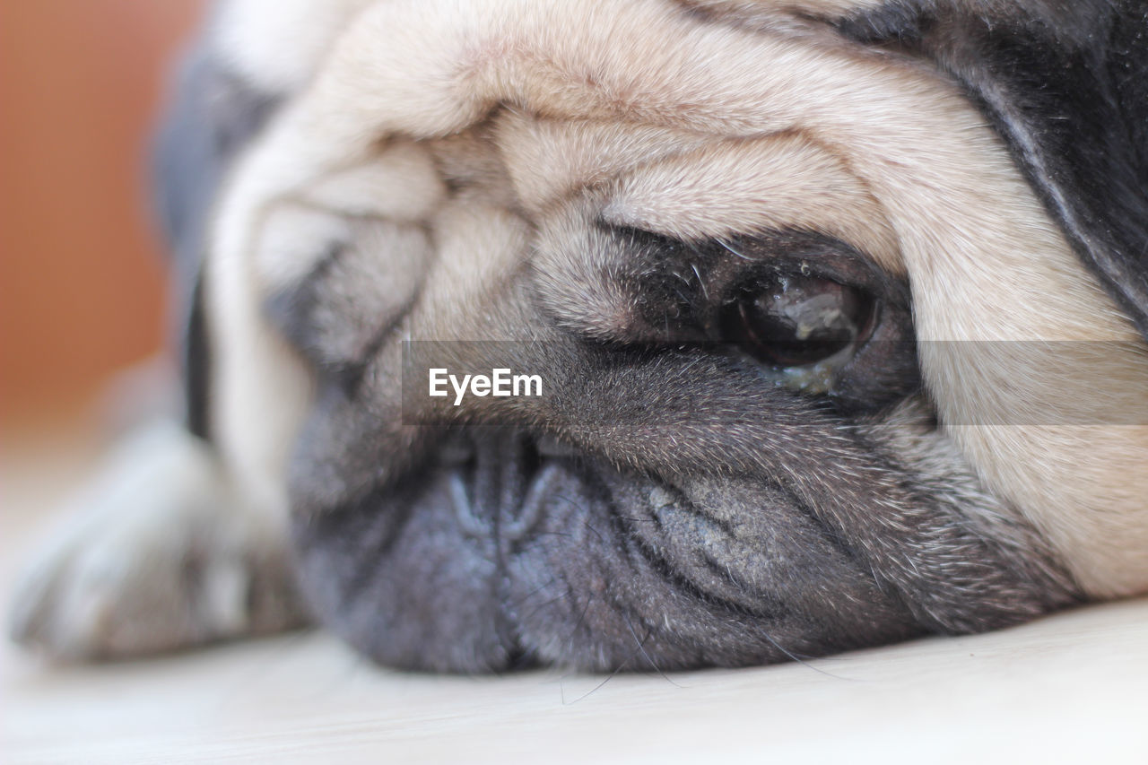 CLOSE-UP OF A DOG SLEEPING ON BLANKET