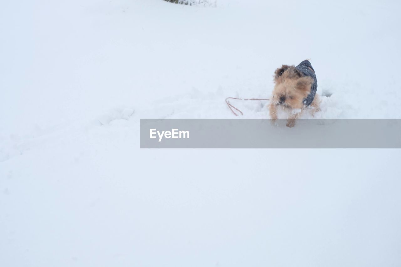 snow, winter, cold temperature, one animal, animal themes, animal, mammal, pet, domestic animals, canine, dog, nature, white, no people, copy space, day, environment, blizzard, outdoors, land
