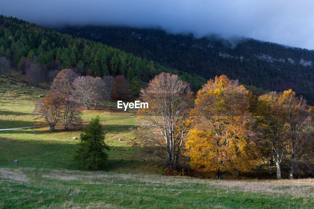 Plants and trees against sky