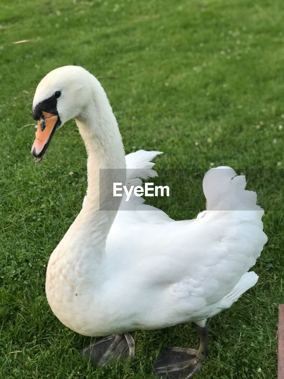 CLOSE-UP OF SWAN SWIMMING ON LAKE