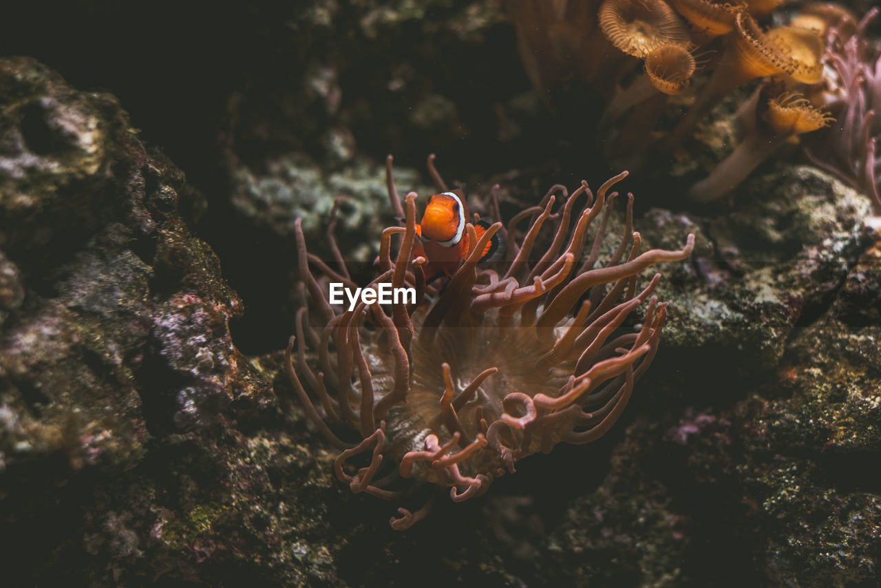 High angle view of clown fish by coral swimming in sea