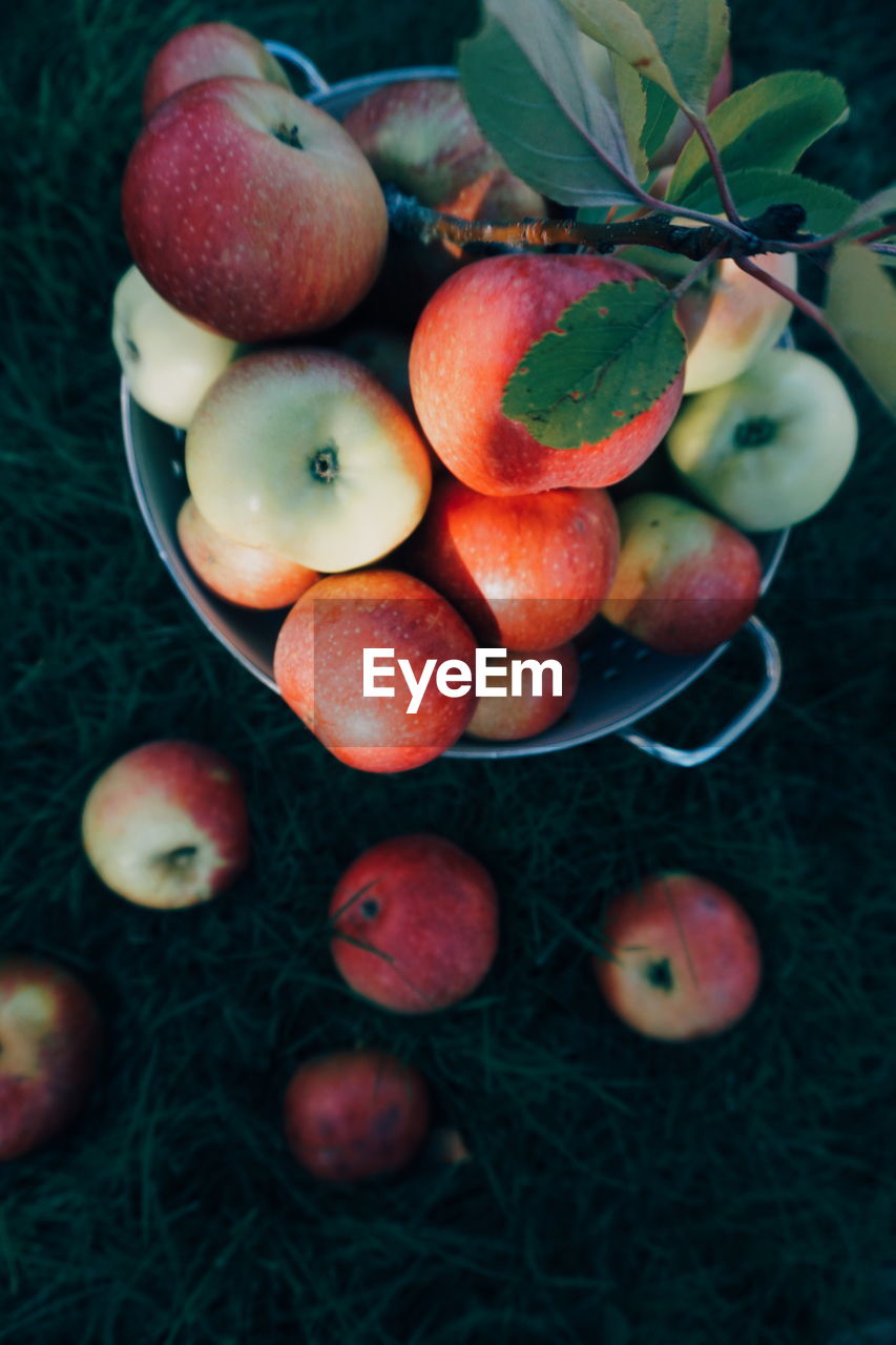 High angle view of apples in bucket on field