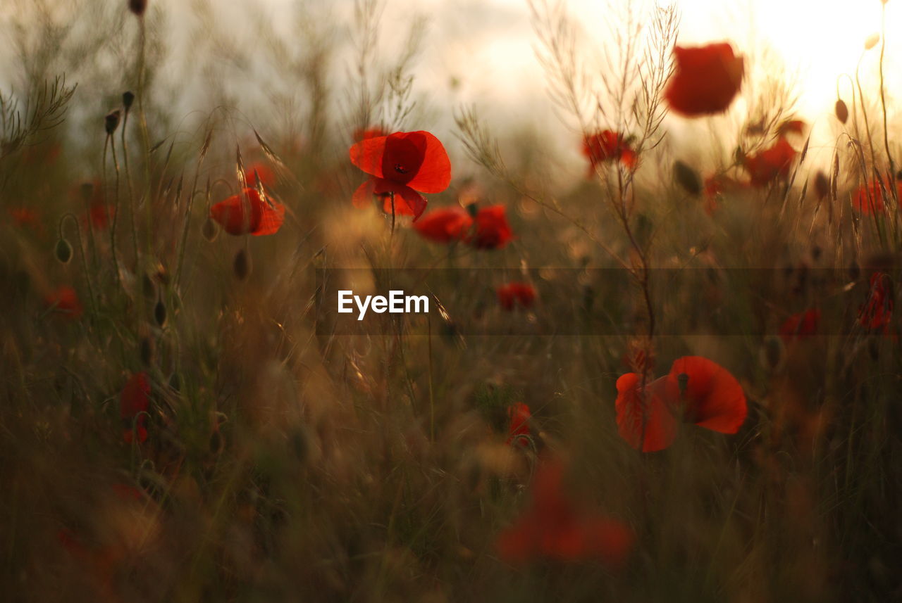 Close-up of red poppy flowers in field