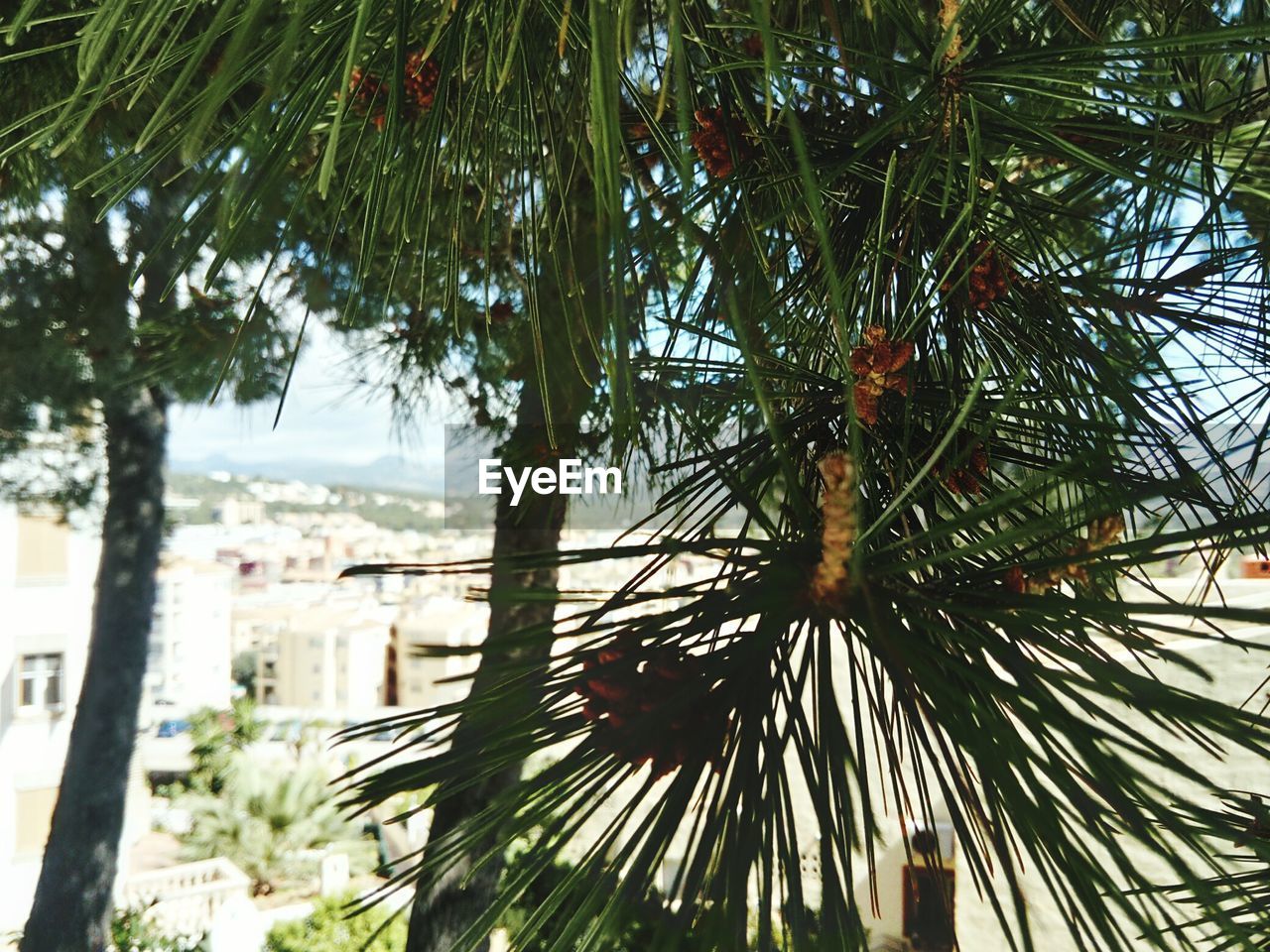 CLOSE-UP OF PALM TREE BY WATER