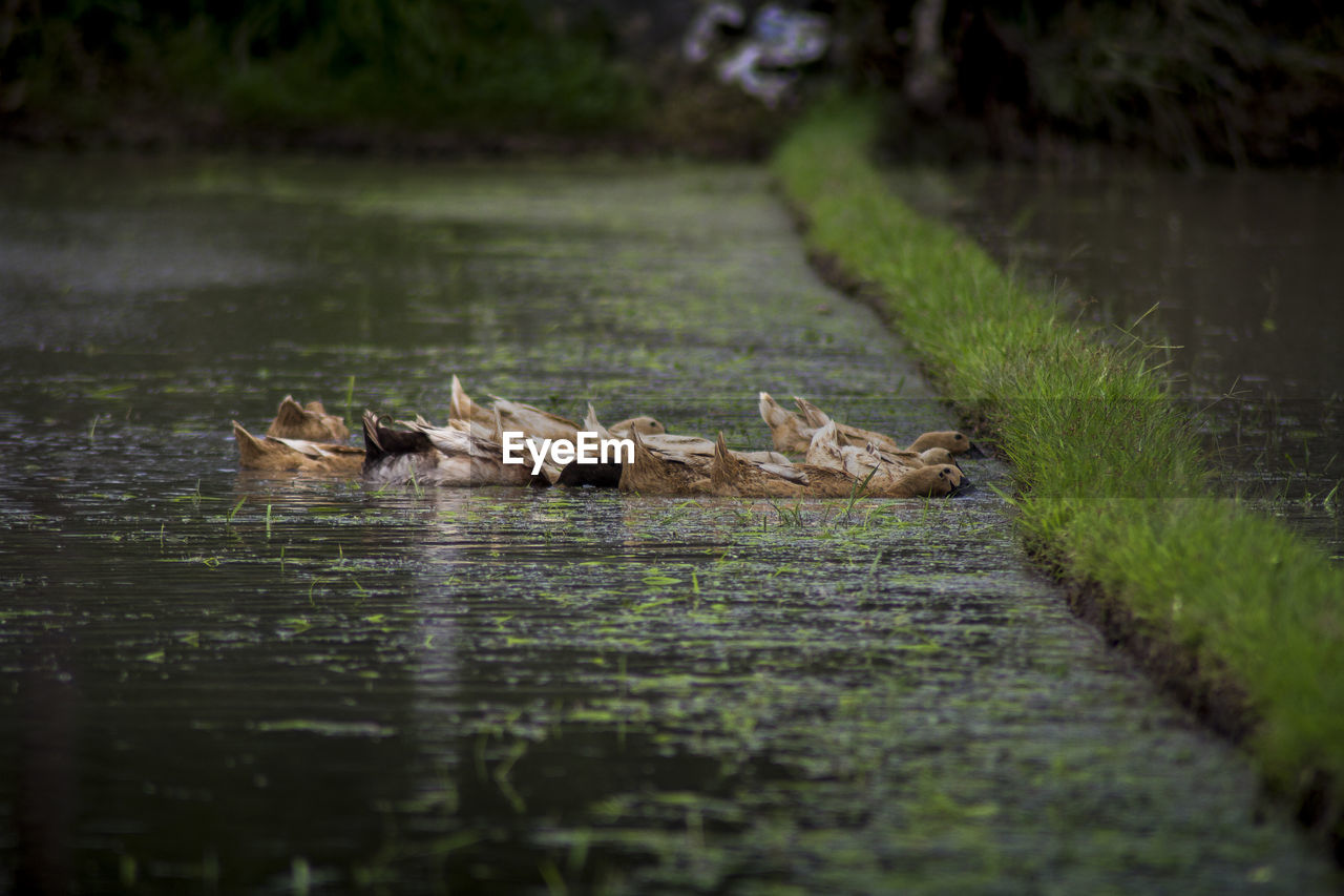 VIEW OF BIRD IN LAKE