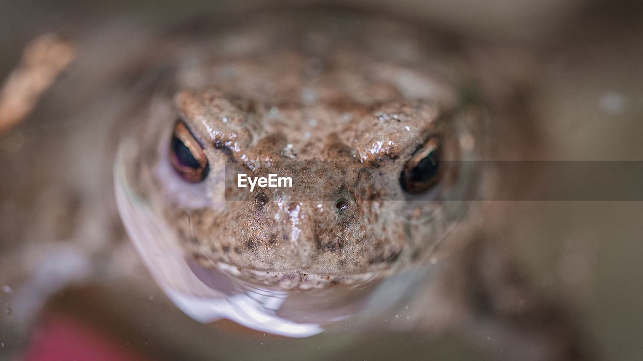Close-up of frog