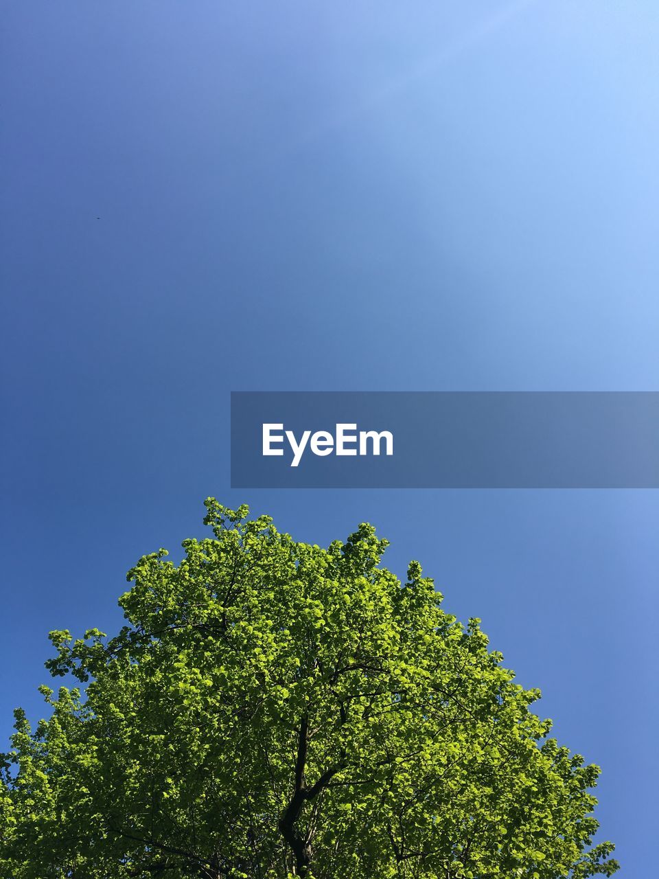 LOW ANGLE VIEW OF TREE AGAINST SKY