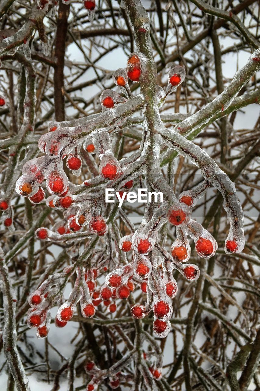 CLOSE-UP OF FROZEN PLANT ON SNOW