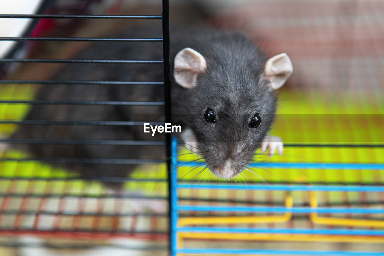 Decorative domestic adult blue curious rat dumbo looks out of the cage, close-up. the concept of pet