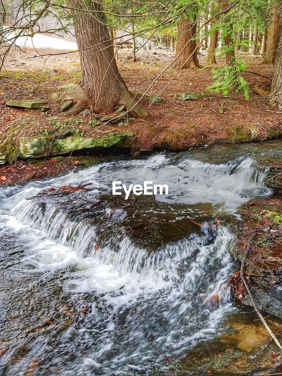 CLOSE-UP OF WATER FLOWING IN TREE