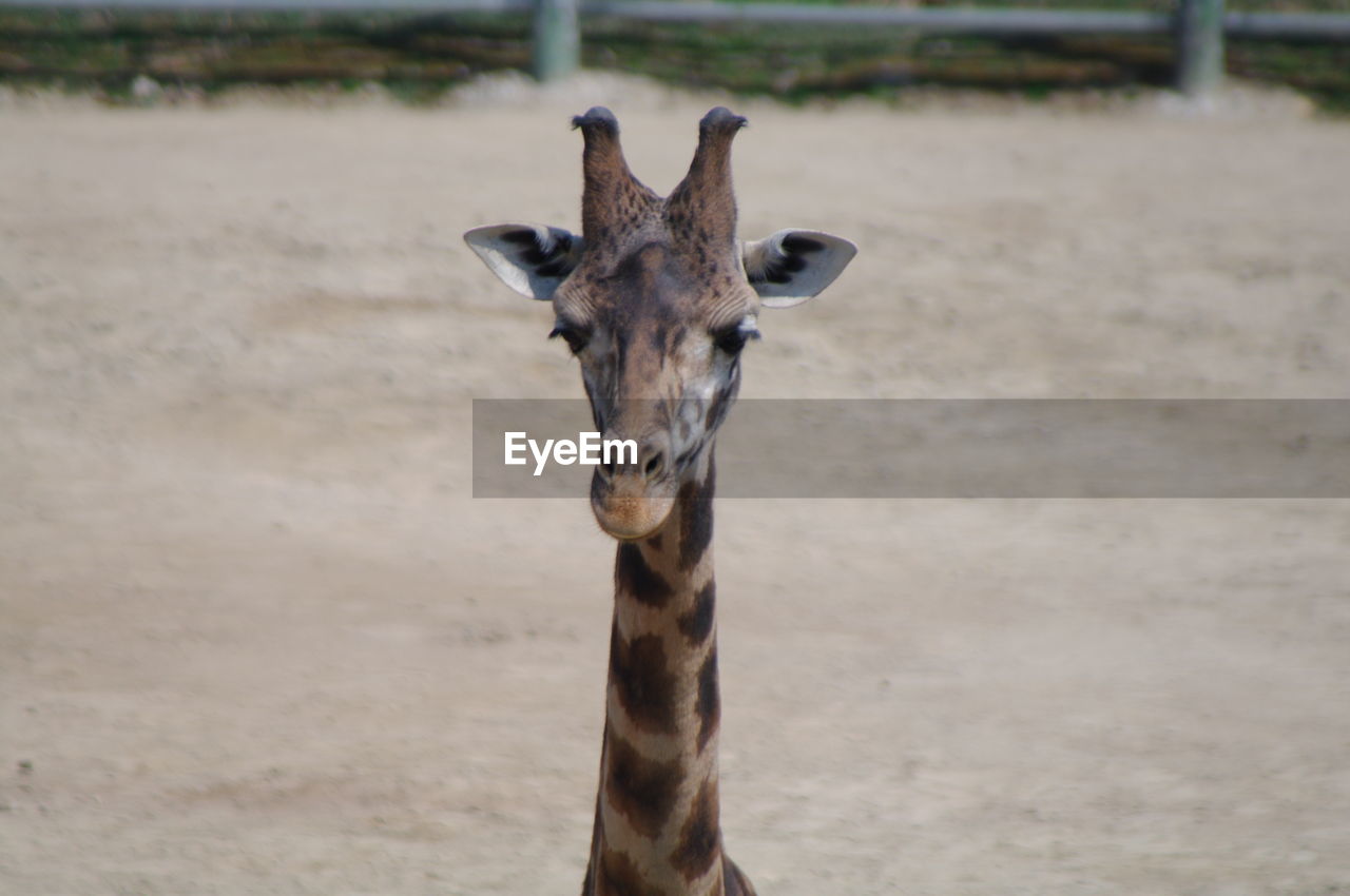 Portrait of giraffe in zoo