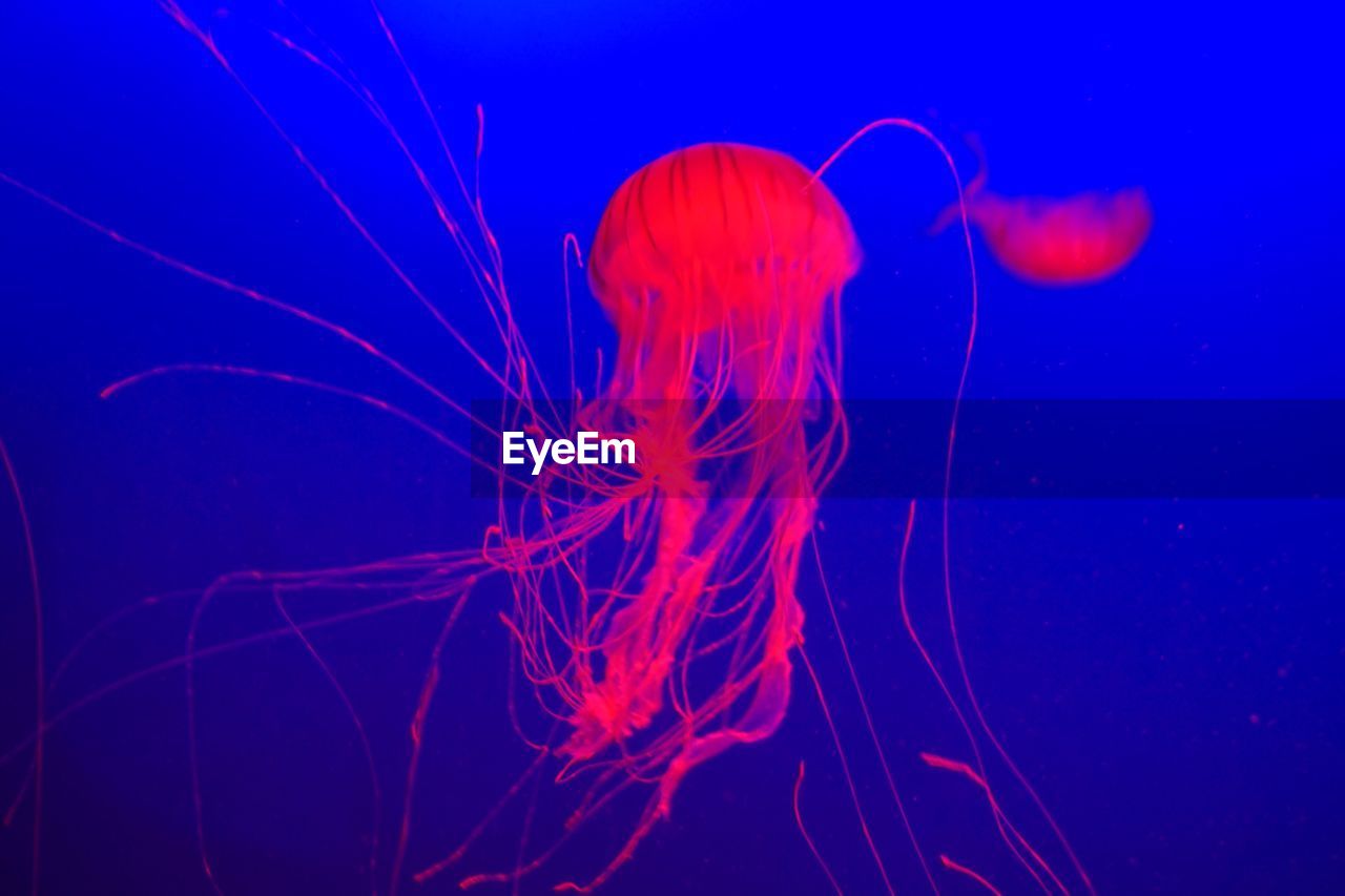 Close-up of jellyfish against blue background