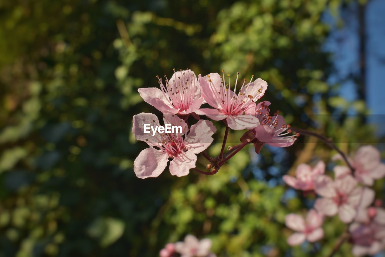 CLOSE-UP OF FRESH PINK CHERRY BLOSSOM