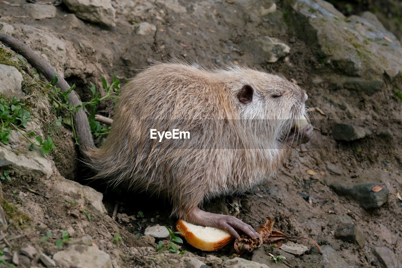 HIGH ANGLE VIEW OF AN ANIMAL ON ROCK